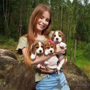 Foto №4. Ich werde verkaufen beagle in der Stadt Штутгарт. quotient 	ankündigung - preis - 331€