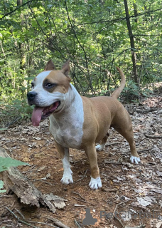 Foto №1. amerikanischer mastiff - zum Verkauf in der Stadt Weißrussland | 200€ | Ankündigung № 150141
