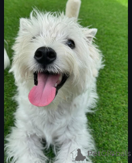 Foto №2 zu Ankündigung № 144666 zu verkaufen west highland white terrier - einkaufen Großbritannien züchter