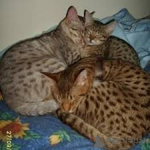 Foto №1. ocicat - zum Verkauf in der Stadt Brüssel | 500€ | Ankündigung № 172710