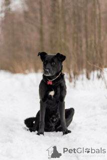 Foto №4. Ich werde verkaufen mischlingshund in der Stadt Москва.  - preis - Frei