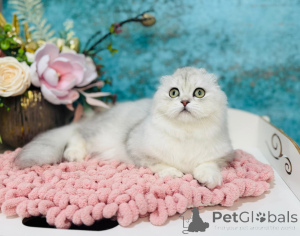 Foto №2 zu Ankündigung № 149534 zu verkaufen schottische faltohrkatze - einkaufen Ukraine vom kindergarten