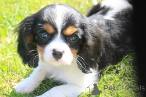 Foto №2 zu Ankündigung № 135890 zu verkaufen cavalier king charles spaniel - einkaufen Deutschland 