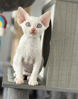 Foto №2 zu Ankündigung № 154207 zu verkaufen devon rex - einkaufen Deutschland 