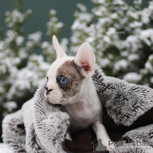 Foto №3. VIP Französische Bulldogge Welpe seltene Farbe Merle blau weiß schwarz Mädchen. Polen