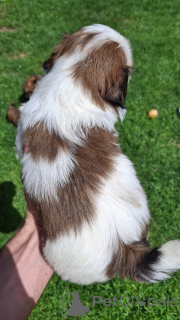 Foto №3. Reinrassige Shi-Tzu-Welpen. Lettland