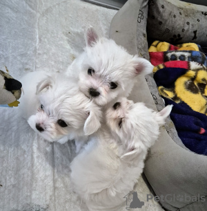 Foto №4. Ich werde verkaufen mischlingshund in der Stadt Granowo. quotient 	ankündigung - preis - verhandelt