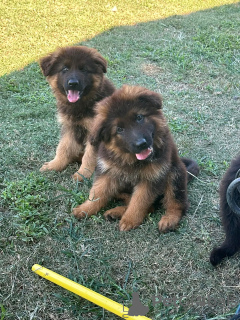 Foto №4. Ich werde verkaufen deutscher schäferhund in der Stadt Gnarrenburg. quotient 	ankündigung - preis - 400€