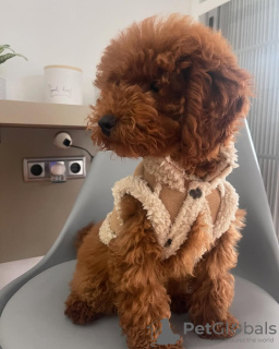 Foto №3. Toilette ausgebildetes Pudelspielzeug. Portugal