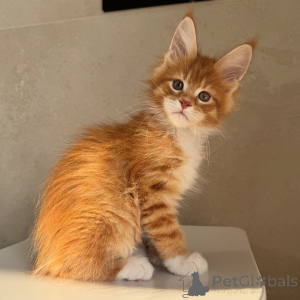 Foto №2 zu Ankündigung № 171098 zu verkaufen maine-coon-katze - einkaufen Schweden züchter