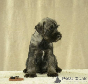 Foto №2 zu Ankündigung № 135268 zu verkaufen schnauzer - einkaufen Serbien 