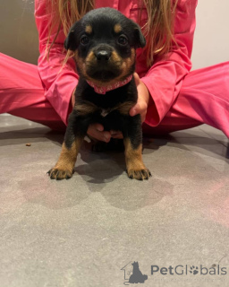 Foto №4. Ich werde verkaufen rottweiler in der Stadt Vilnius. quotient 	ankündigung, züchter - preis - 1700€