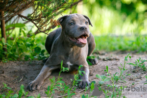 Zusätzliche Fotos: Amerikanische Staffordshire-Bullterrier-Mädchen