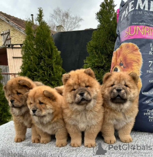 Foto №2 zu Ankündigung № 83141 zu verkaufen chow-chow - einkaufen Serbien züchter