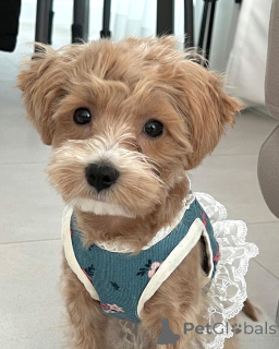 Foto №1. maltipu - zum Verkauf in der Stadt Boston | 484€ | Ankündigung № 157680