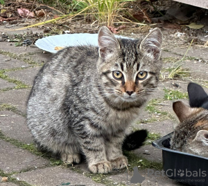 Foto №4. Ich werde verkaufen  in der Stadt Москва.  - preis - Frei