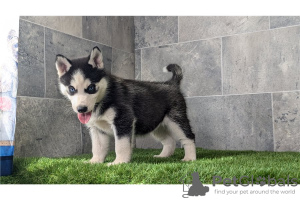 Foto №1. siberian husky - zum Verkauf in der Stadt Magdeburg | Frei | Ankündigung № 120494