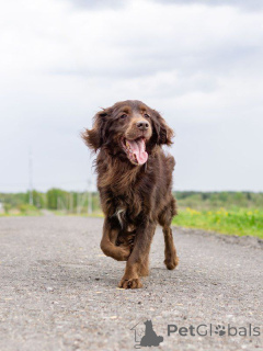 Foto №2 zu Ankündigung № 161957 zu verkaufen mischlingshund - einkaufen Russische Föderation quotient 	ankündigung