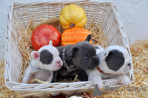 Foto №2 zu Ankündigung № 39652 zu verkaufen französische bulldogge - einkaufen USA vom kindergarten