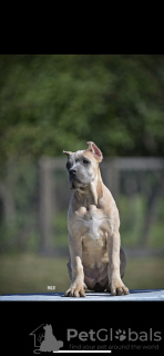 Foto №4. Ich werde verkaufen cane corso italiano in der Stadt Belgrad.  - preis - verhandelt