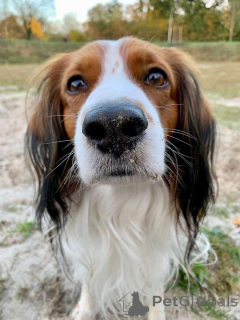 Foto №2 zu Ankündigung № 159197 zu verkaufen nederlandse kooikerhondje - einkaufen Belgien quotient 	ankündigung