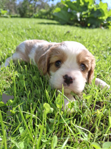 Foto №3. Cavalier King Charles Spaniel Welpen.. Litauen