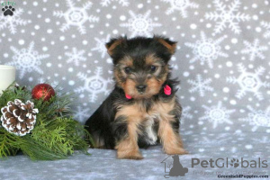 Foto №1. yorkshire terrier - zum Verkauf in der Stadt Garmisch-Partenkirchen | 700€ | Ankündigung № 63828