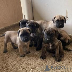 Foto №1. bullmastiff - zum Verkauf in der Stadt Allensbach | 350€ | Ankündigung № 171418