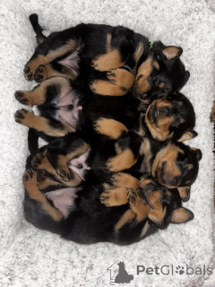 Foto №1. rottweiler - zum Verkauf in der Stadt Bergheim | verhandelt | Ankündigung № 162362