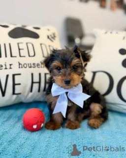 Foto №2 zu Ankündigung № 178085 zu verkaufen yorkshire terrier - einkaufen Deutschland quotient 	ankündigung