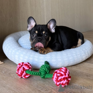 Foto №1. französische bulldogge - zum Verkauf in der Stadt Alavus | 550€ | Ankündigung № 169150