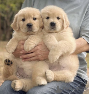 Foto №2 zu Ankündigung № 168817 zu verkaufen labrador retriever - einkaufen USA quotient 	ankündigung