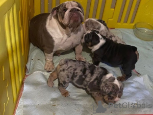 Foto №1. englische bulldogge - zum Verkauf in der Stadt Billnäs | Frei | Ankündigung № 127891