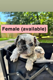 Foto №2 zu Ankündigung № 175986 zu verkaufen französische bulldogge - einkaufen Deutschland quotient 	ankündigung