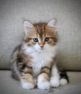 Foto №3. Sibirische Chatons sind à la vente verfügbar.. Belgien