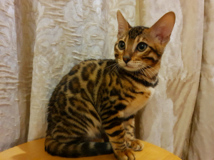 Foto №3. Bengalkatze. Weißrussland