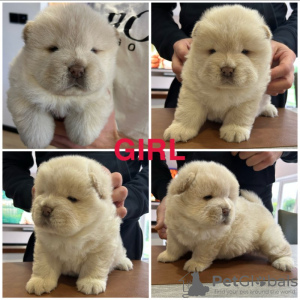 Foto №3. Dikke Baby Chow Chow-Welpen. Belgien