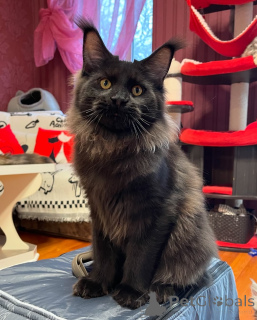 Foto №1. maine-coon-katze - zum Verkauf in der Stadt Dejret | verhandelt | Ankündigung № 155323