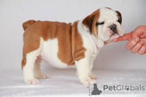 Foto №1. beagle - zum Verkauf in der Stadt Zentralathen | verhandelt | Ankündigung № 158311