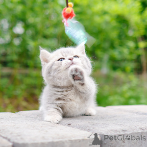 Foto №4. Ich werde verkaufen munchkin in der Stadt New York. züchter - preis - 372€