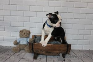 Foto №4. Ich werde verkaufen boston terrier in der Stadt Аугсбург. quotient 	ankündigung - preis - Frei