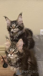 Foto №2 zu Ankündigung № 135539 zu verkaufen maine-coon-katze - einkaufen USA quotient 	ankündigung