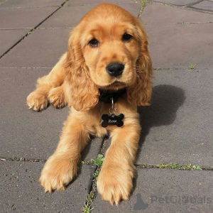 Foto №1. english cocker spaniel - zum Verkauf in der Stadt Kivik | 1000€ | Ankündigung № 168266