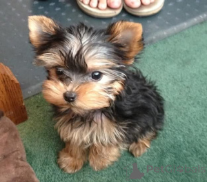Foto №2 zu Ankündigung № 165299 zu verkaufen yorkshire terrier - einkaufen Finnland 