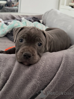 Foto №3. Staffordshire-Bullterrier-Welpen sind bereit zum Mitnehmen. Reservieren Sie. Tschechische Republik