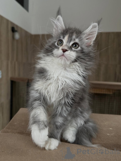 Foto №4. Ich werde verkaufen maine-coon-katze in der Stadt München. quotient 	ankündigung, züchter - preis - Frei