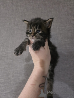 Foto №2 zu Ankündigung № 152379 zu verkaufen maine-coon-katze - einkaufen Österreich züchter