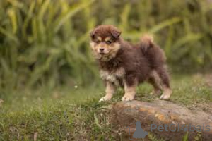 Foto №3. Finnische Lapphund-Welpen zu verkaufen. Frankreich