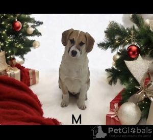 Foto №3. Welpen sind in guten Händen.. Russische Föderation