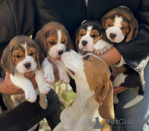 Foto №1. beagle - zum Verkauf in der Stadt Tiraspol | 237€ | Ankündigung № 124815